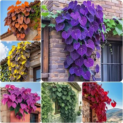 🌱Exotic Rare Leaf Seeds🏡Transform Your Garden into a Masterpiece