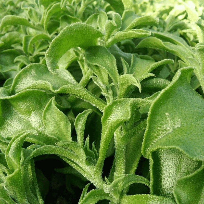 Crystal Ice Plant Seeds