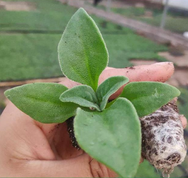 Crystal Ice Plant Seeds