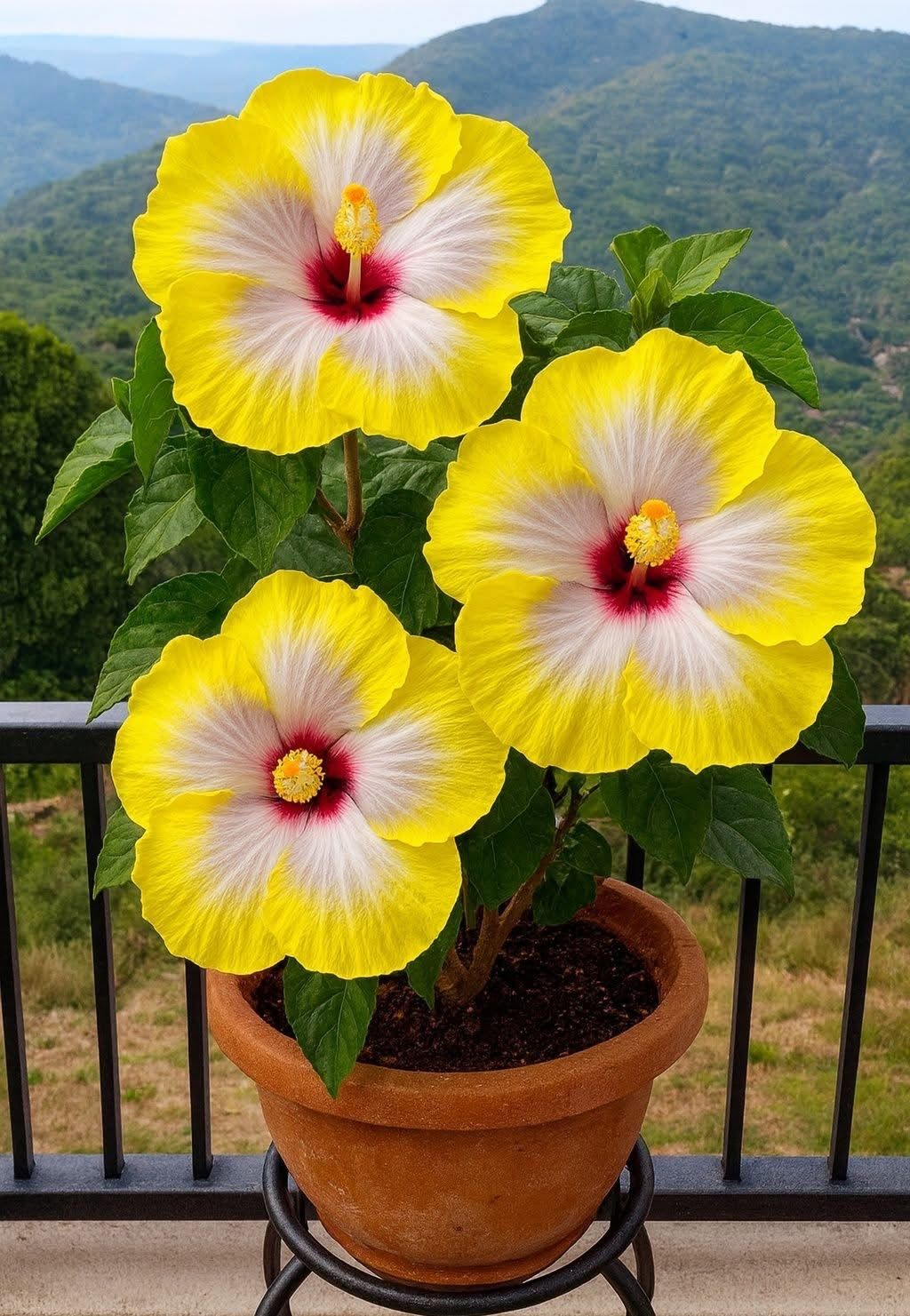 Rare Hibiscus Seeds - Potted Indoor Balcony Winter Planting
