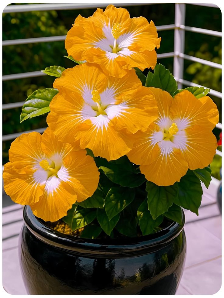 Rare Hibiscus Seeds - Potted Indoor Balcony Winter Planting
