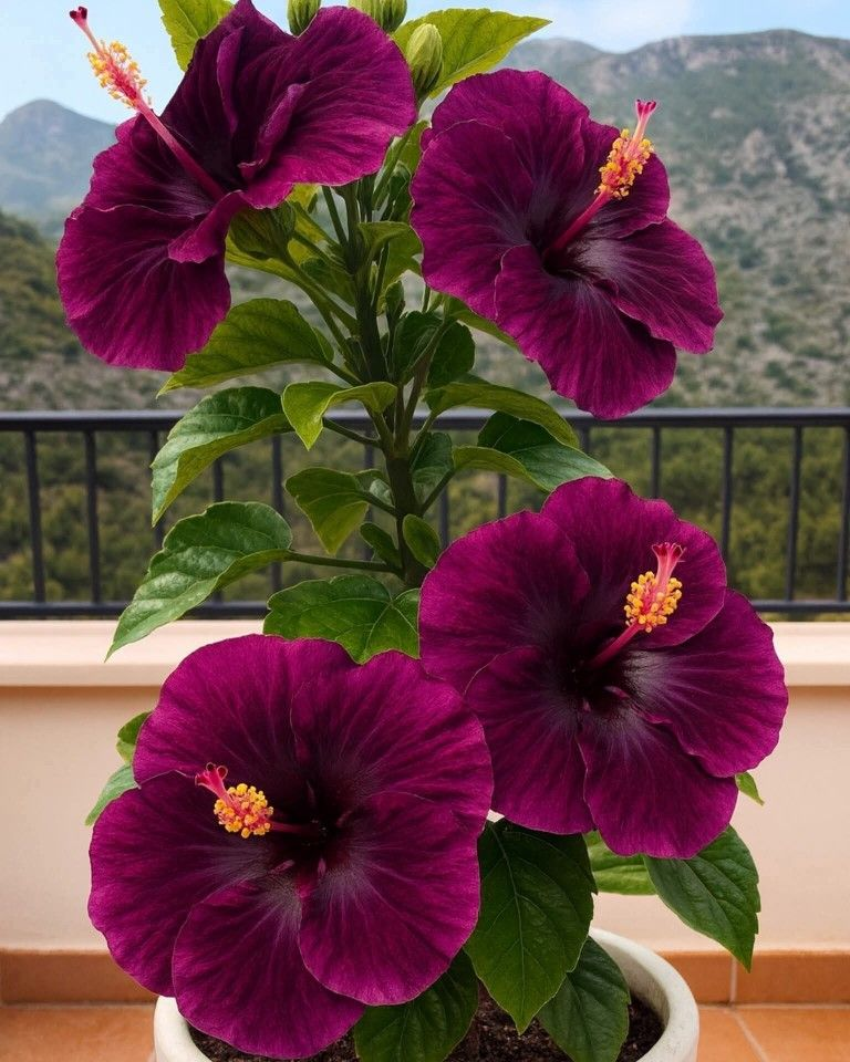 Rare Hibiscus Seeds - Potted Indoor Balcony Winter Planting