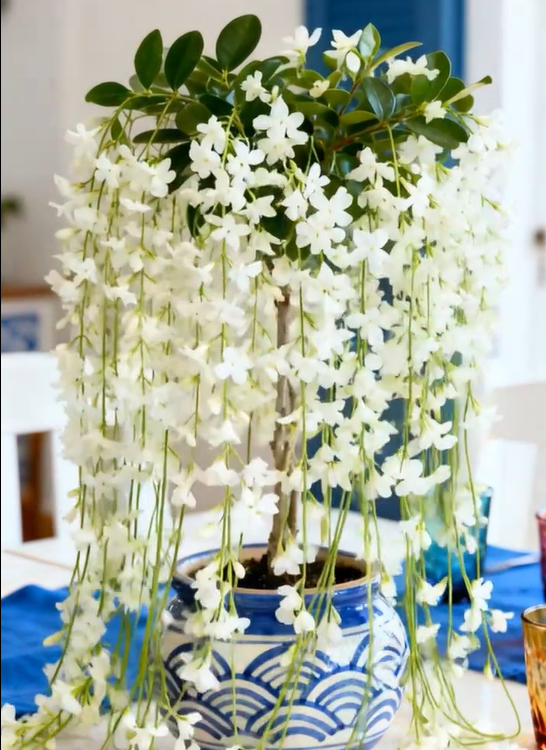 💐You Are My Life-Weeping Jasmine Flowers Seeds