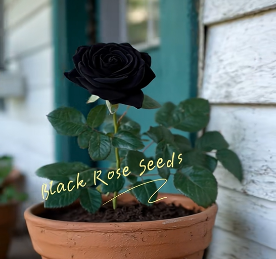 🖤Rare Black Rose Seeds for Planting, Heirloom, No-GMO 200+ Beautiful Flower Seeds Home Garden Bonsai
