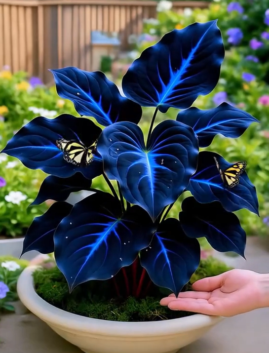 Blue Galaxy Hostas Seeds🔥🌌 Glow-in-the-Dark Garden Magic