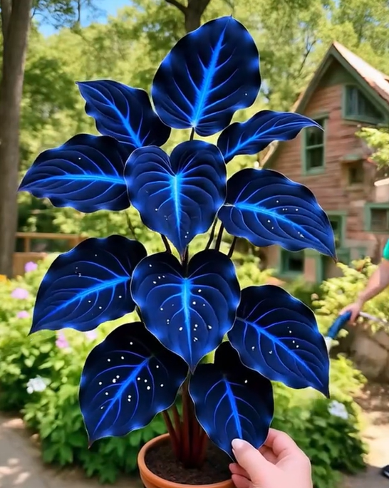 Blue Galaxy Hostas Seeds🔥🌌 Glow-in-the-Dark Garden Magic