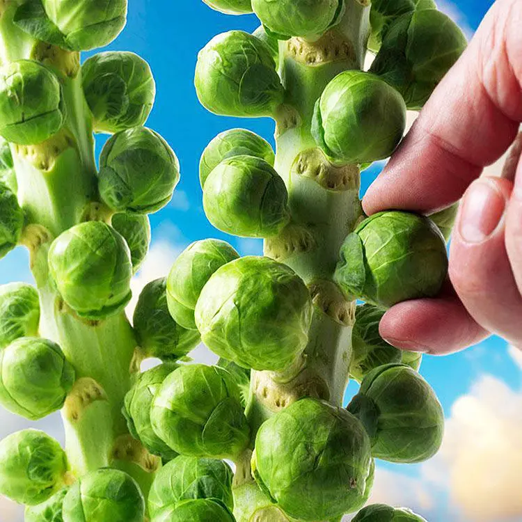 🥬Brussels Sprouts Marte F1 Seeds