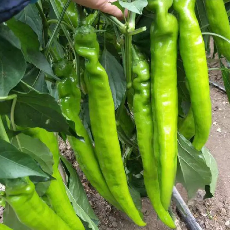 Goat Horn Pepper Seeds