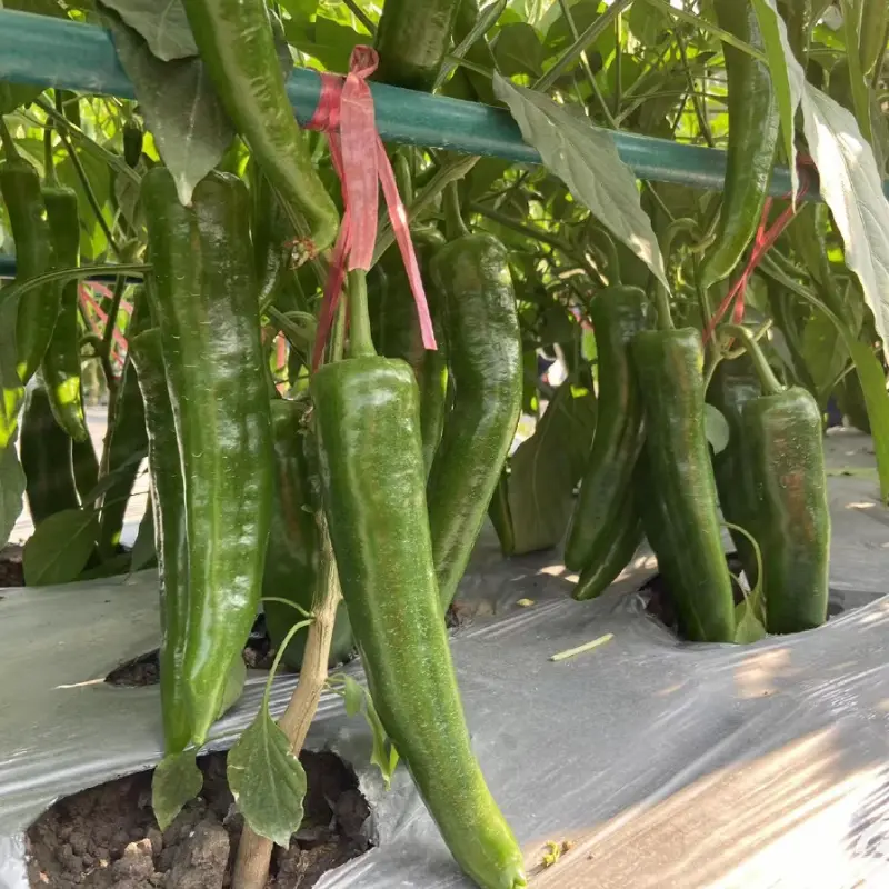 Goat Horn Pepper Seeds