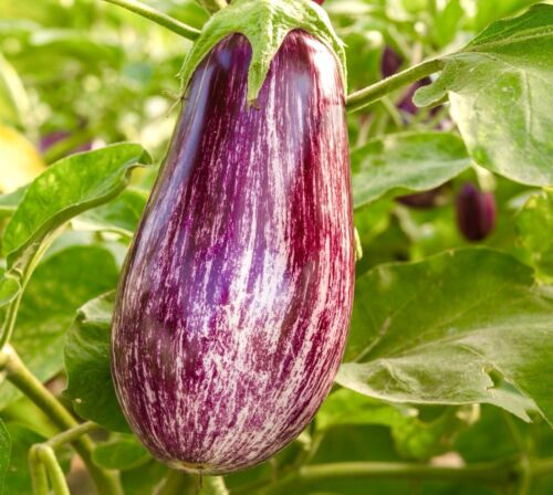 🍆 Nubia Eggplant Vegetable Seeds-Striped eggplant