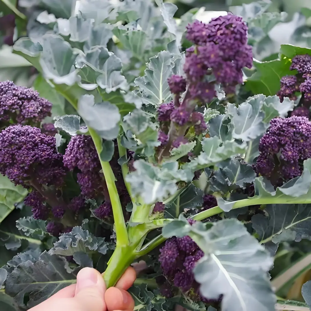 🥦 Easy to Grow, Hard to Resist – Broccoli Stem Seeds for Every Home Garden