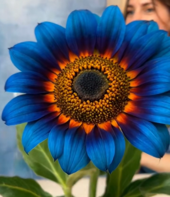 Midnight Blaze Sunflower Seeds