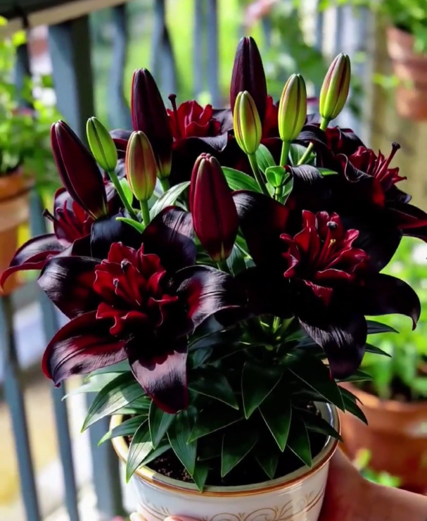 🌺Perfume Lily Bulbs—Fresh and Sweet