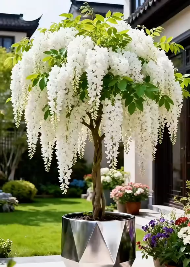 Wisteria Seeds🌈Create your dream garden