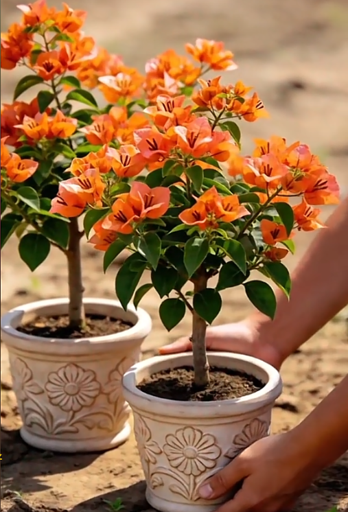 🌺 [Blooming Machine] Bougainvillea Saplings – The Heat-Loving Vine That Never Stops Flowering