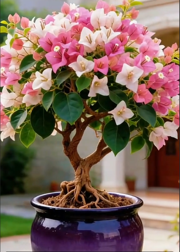 🌺 [Blooming Machine] Bougainvillea Saplings – The Heat-Loving Vine That Never Stops Flowering