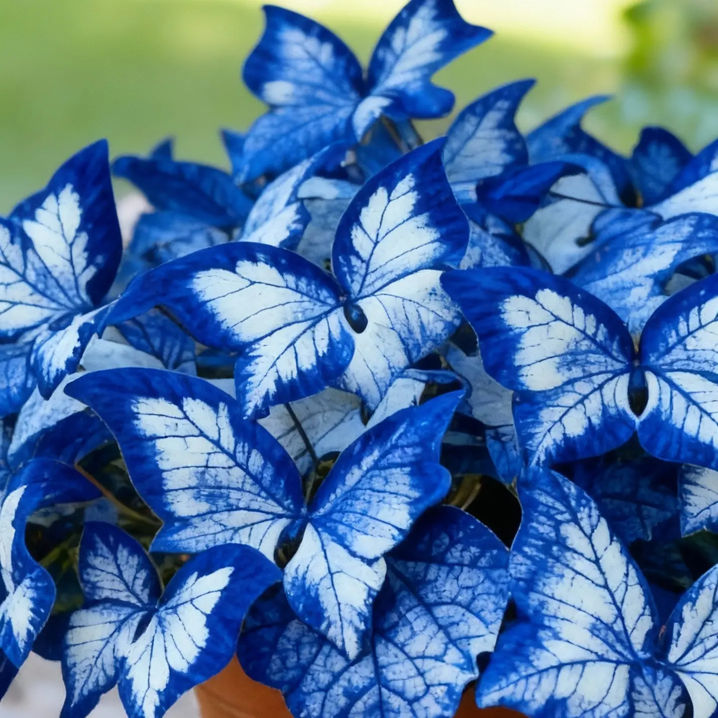 800pcs Butterfly Leaf Hosta Seeds-Unique ResemblingButterfly Wings-Shade-LovingPerennial for Garden Borders& Landscaping