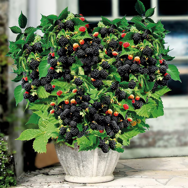🔥50K+ SOLD!🌿🍇Sweet Giant Blackberry Seeds 🔥50K+ SOLD!🌿🍇Sweet Giant Blackberry Seeds 🔥50K+ SOLD!🌿🍇Sweet Giant Blackberry Seeds 🔥50K+ SOLD!🌿🍇Sweet Giant Blackberry Seeds 🔥50K+ SOLD!🌿🍇Sweet Giant Blackberry Seeds 🔥50K+ SOLD!🌿🍇Sweet Giant Bl