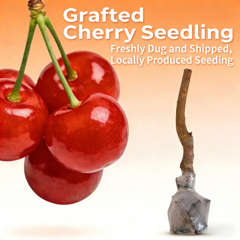 Cherry Fruit Seeds(🪴Buy 3 Get 1 Free🌿Can be planted in winter)