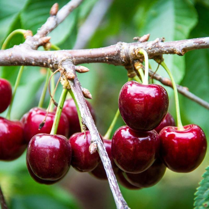 Cherry Fruit Seeds(🪴Buy 3 Get 1 Free🌿Can be planted in winter)