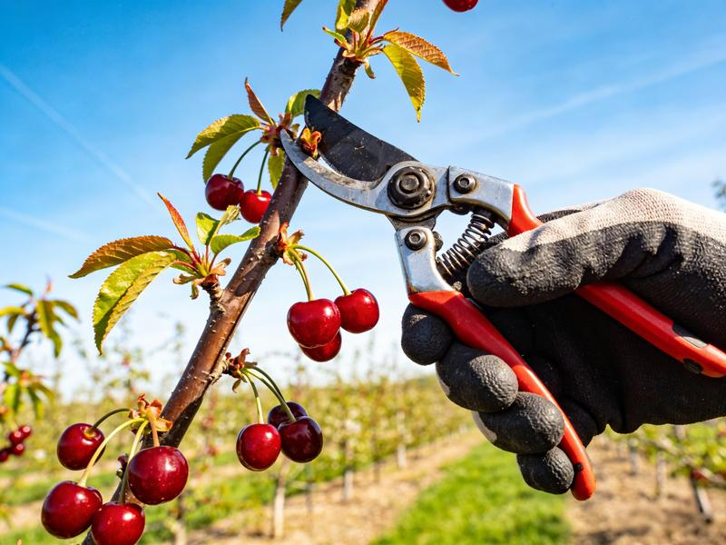 Cherry Fruit Seeds(🪴Buy 3 Get 1 Free🌿Can be planted in winter)