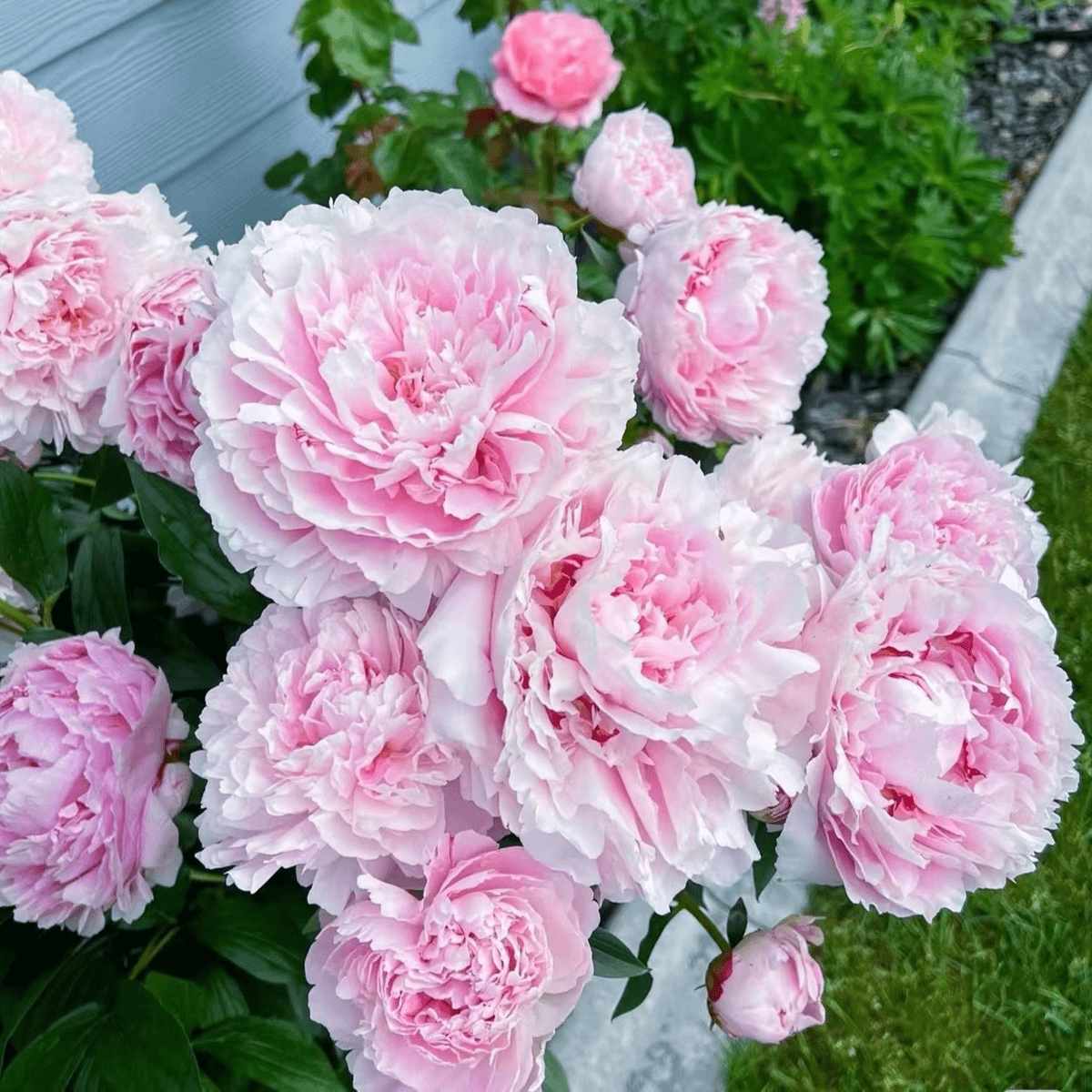 🌸 Peony Bulbs – Elegance in Every Bloom 🌸
