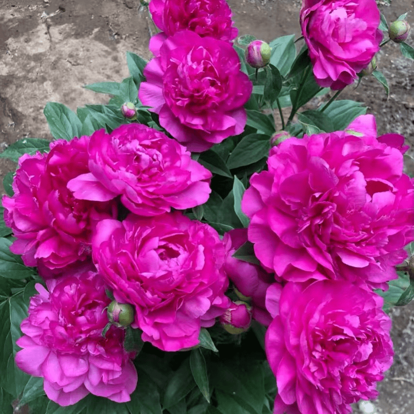 🌸 Peony Bulbs – Elegance in Every Bloom 🌸