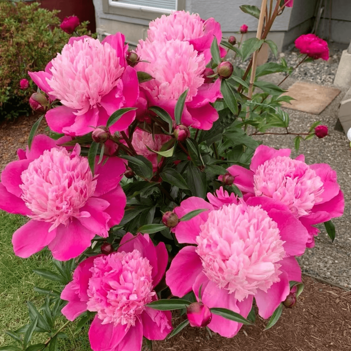 🌸 Peony Bulbs – Elegance in Every Bloom 🌸