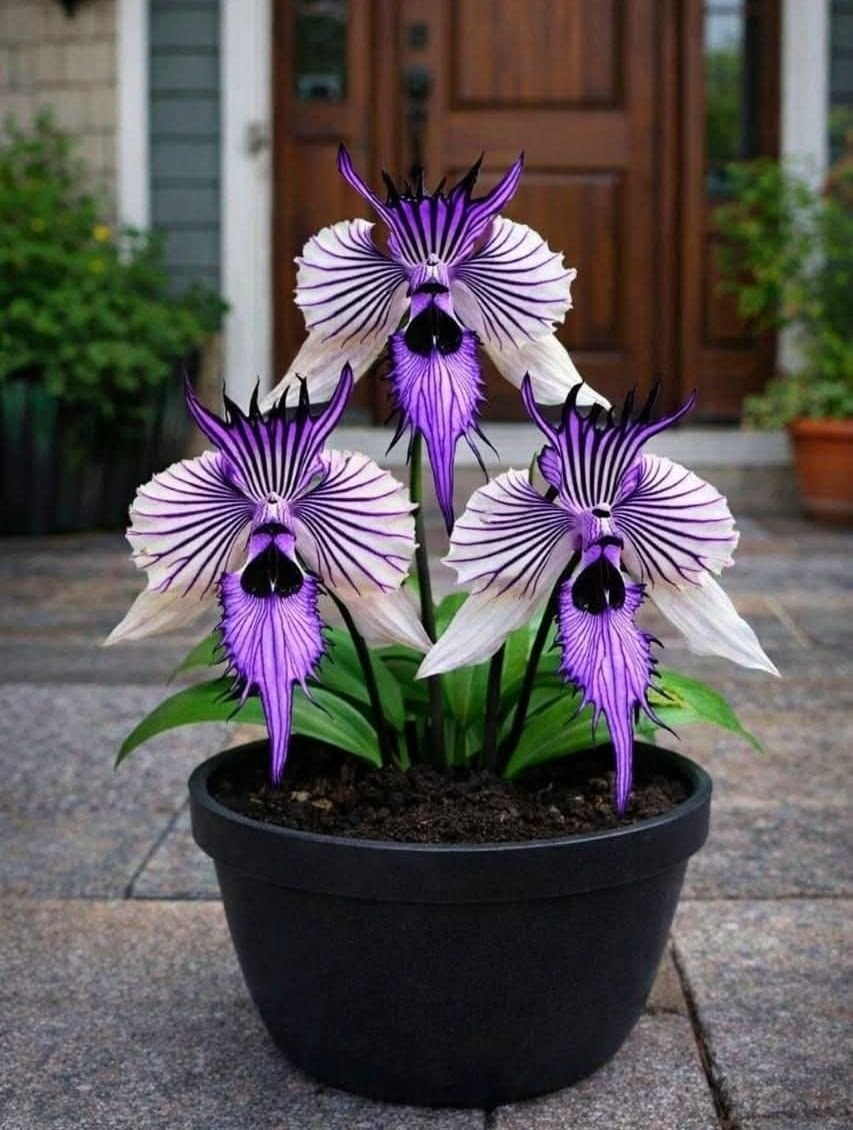Bat Iris Bulbs - ✨Grow Your Magical Garden Showstopper