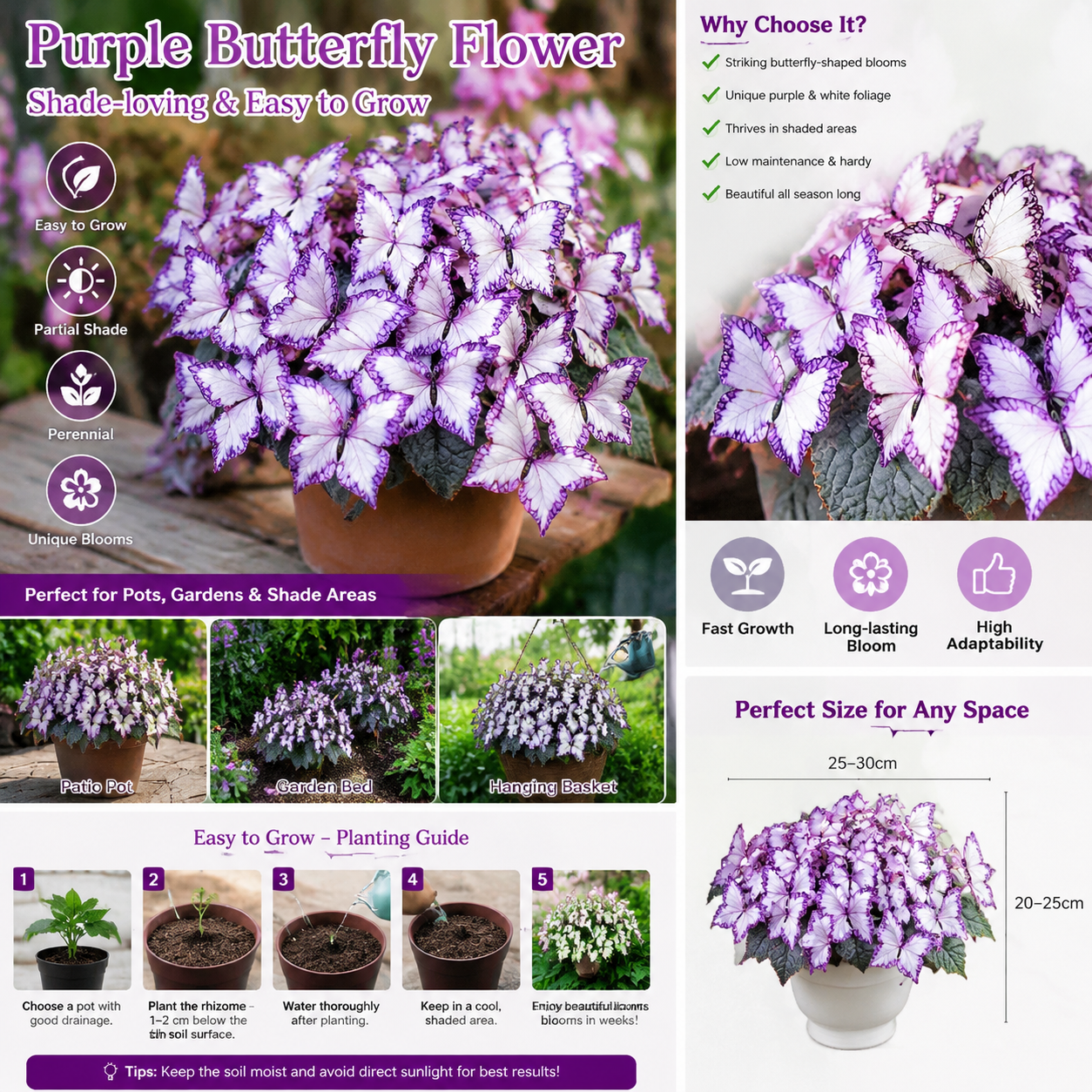 🦋🦋Moonlight Butterfly Hosta Seeds