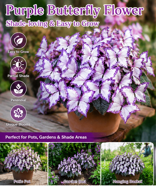 🦋🦋Moonlight Butterfly Hosta Seeds