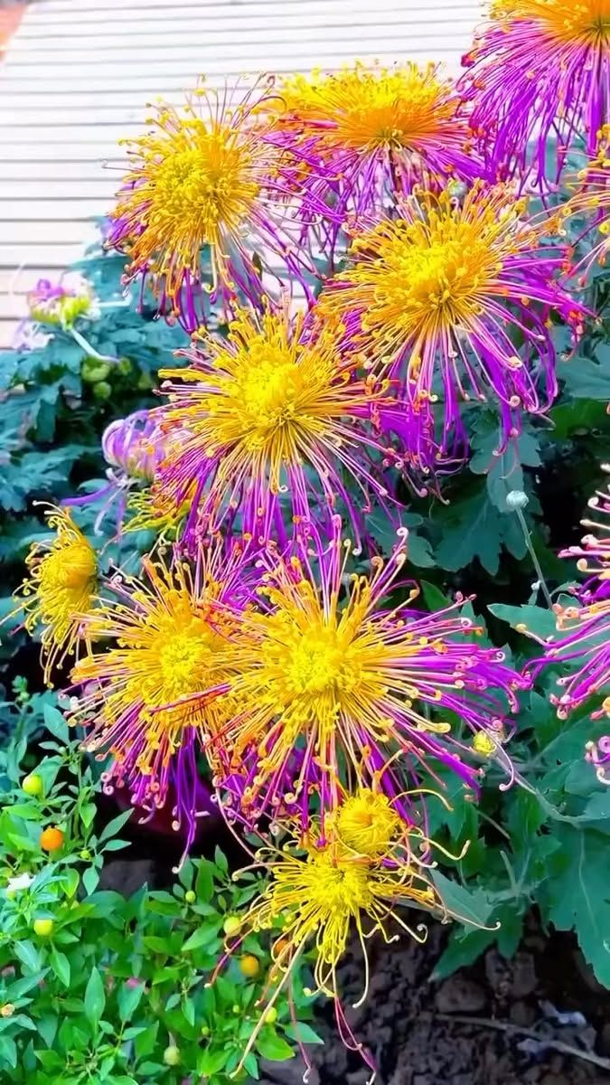 Mixed Spider Mums Flower Seeds-Over 20 Colors