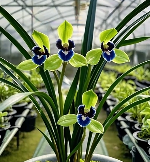 Ink Orchid Bulbs