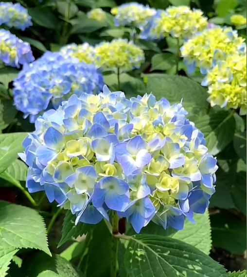 🔥🔥Mix Hydrangea Bulbs- Beautiful and Hardy Perennial Seeds for Your Garden