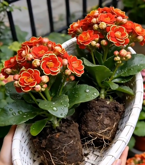 🌸 Golden Fox Kalanchoe “impossible to kill”