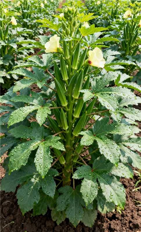 The Growing Journey of Okra🌱 From Tiny Seeds to Bountiful Harvest