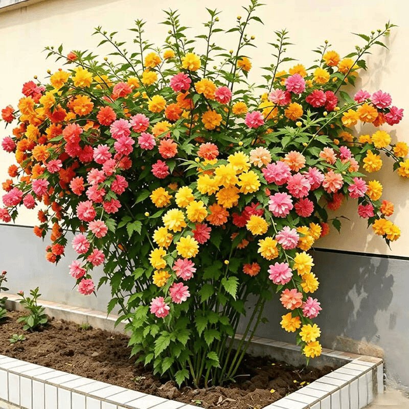 Double-petaled Kerria flower bulbs-climbing four-season courtyard balcony potted ground flowers