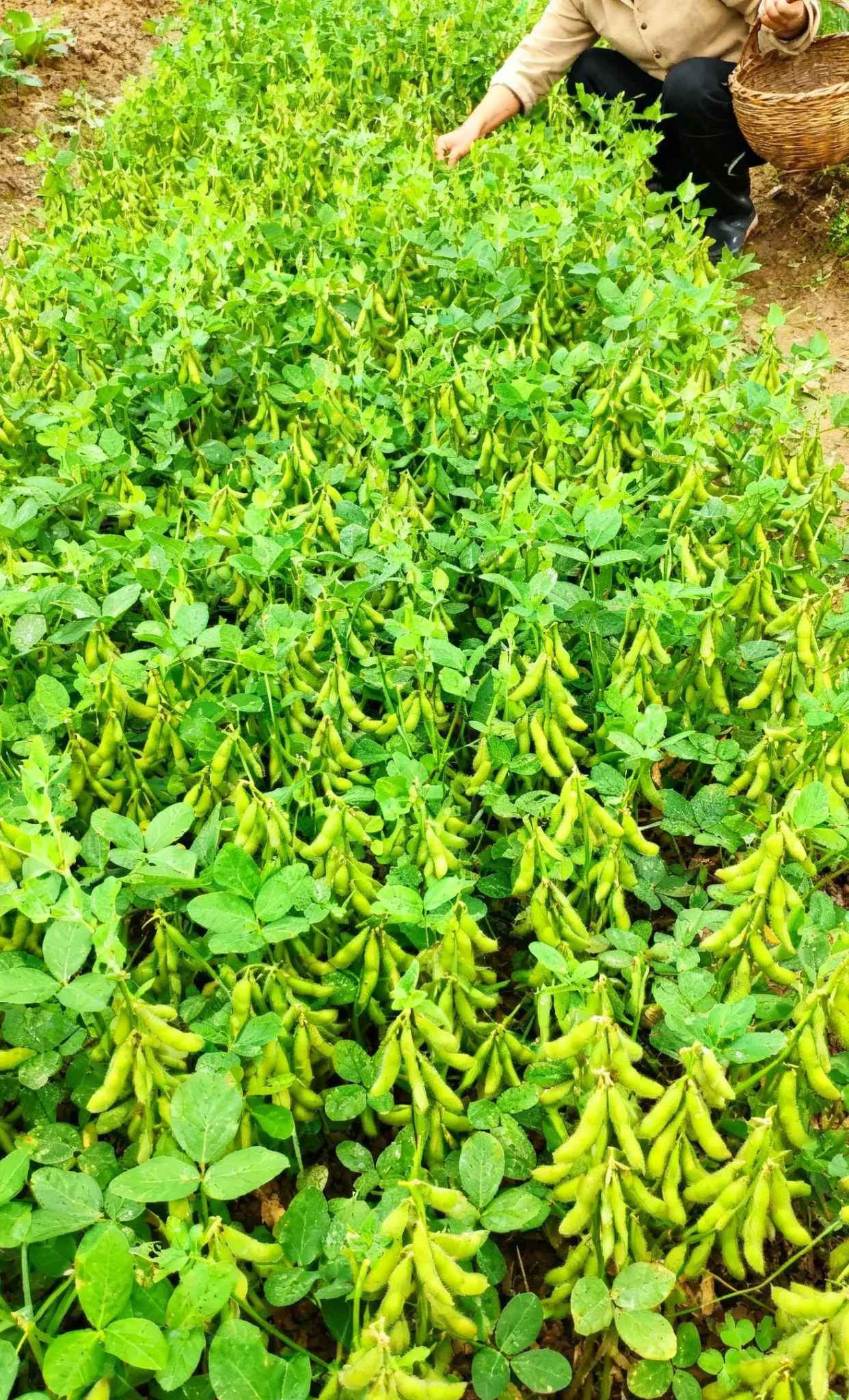 🌱 Dwarf Edamame Seeds – Big Harvests in Small Spaces!