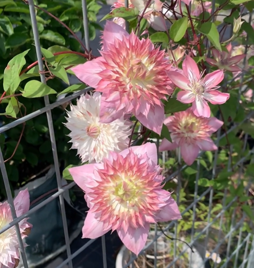 Up to 60%off💥Clematis bulbs