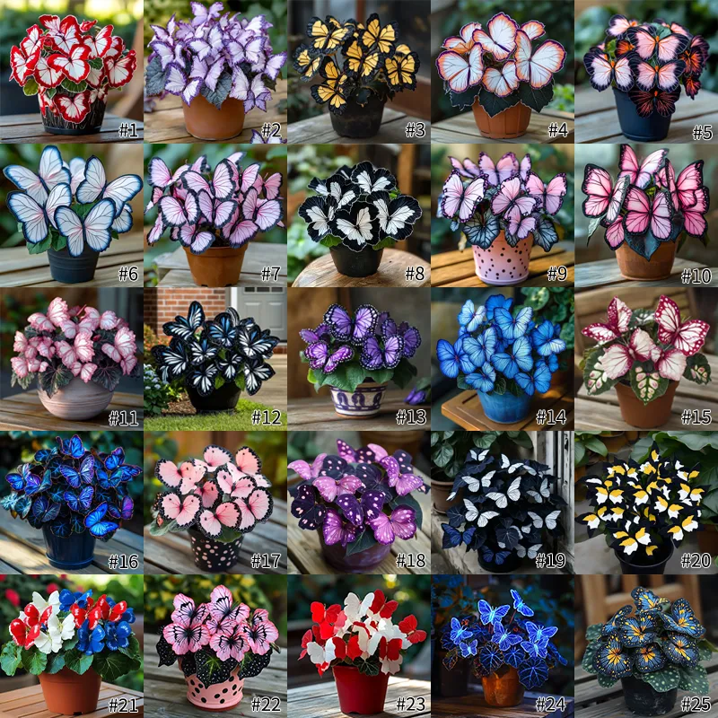 🦋🦋Moonlight Butterfly Hosta Seeds