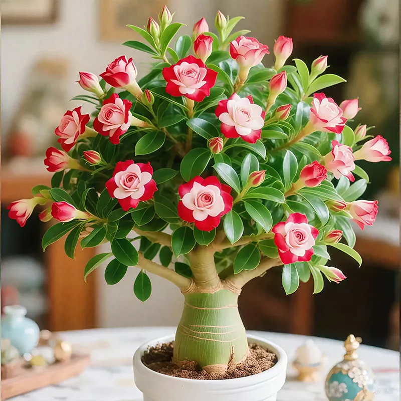 🌵🌺Desert Rose Bulbs