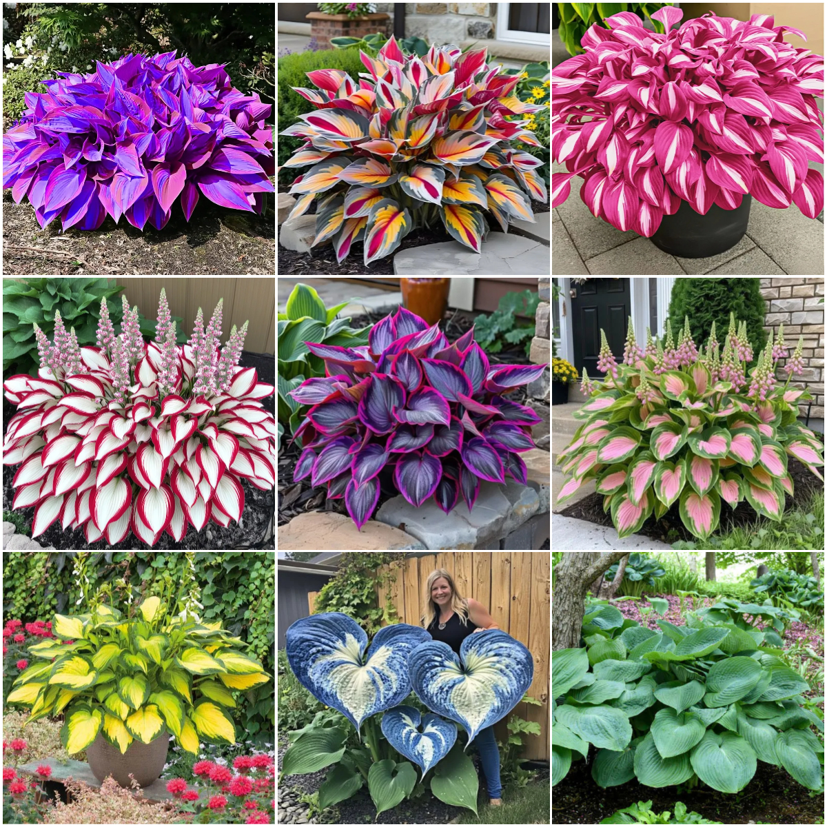 🪴Premium Hosta Seeds for Lush Shade Gardens