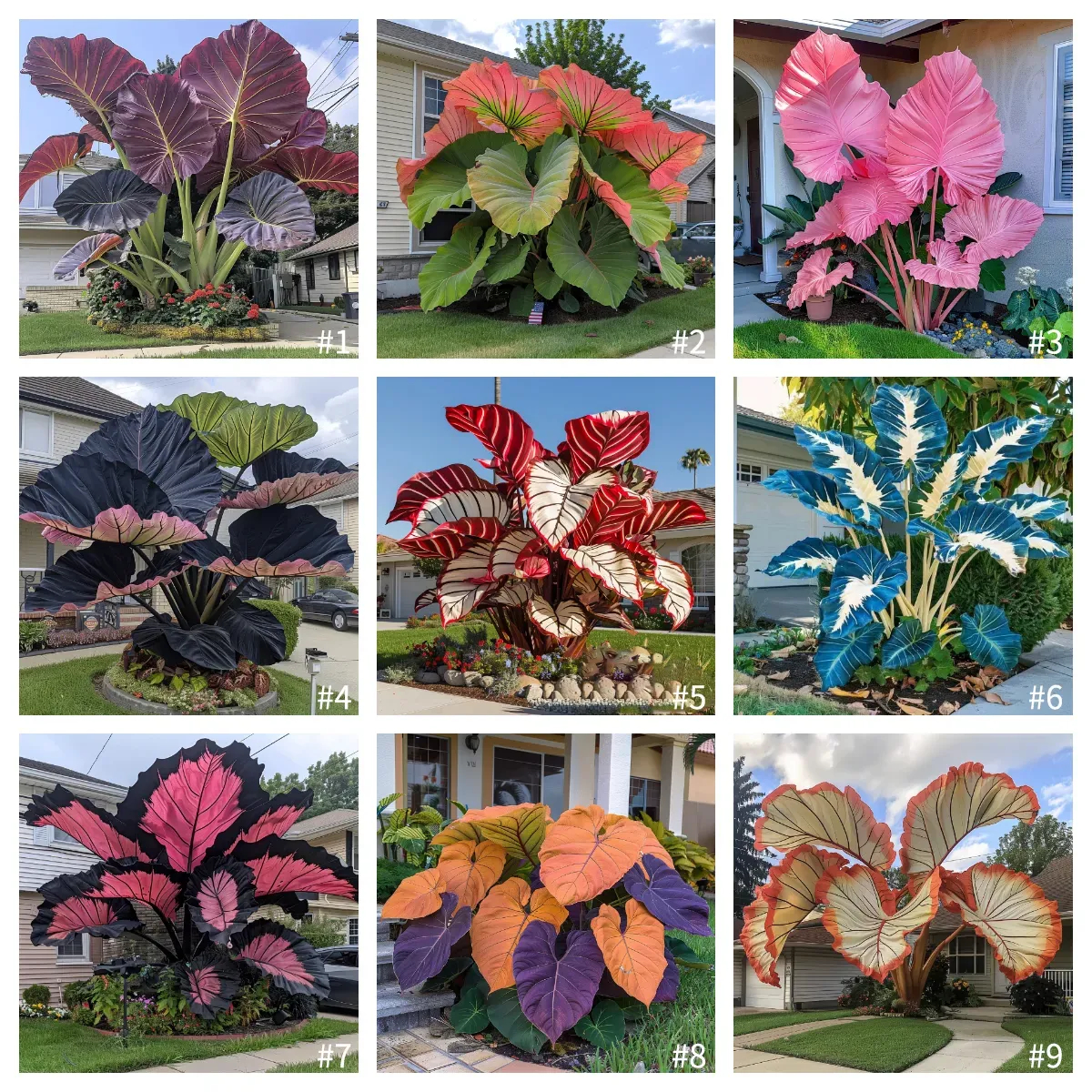 🎉Rare🌿Giant Caladium Bulbs