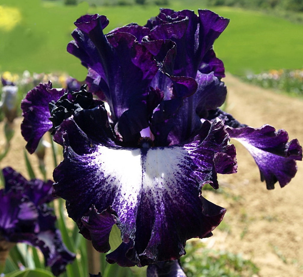 ⚜️Rare Tall Bearded Iris (Premium Rhizome Variety)
