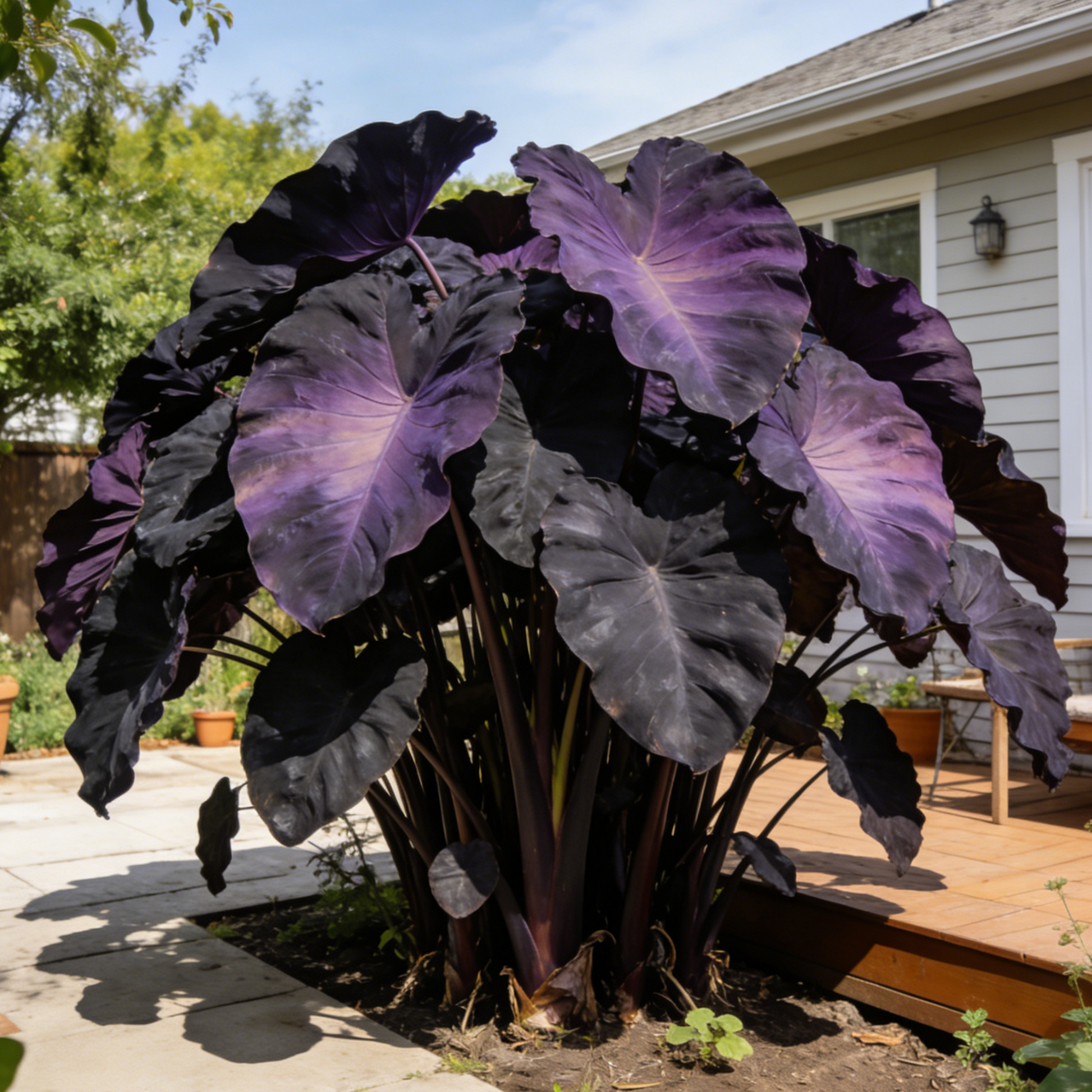 🔥Hot sale🪴Premium Giant Elephant Ear Bulbs ✨🌿