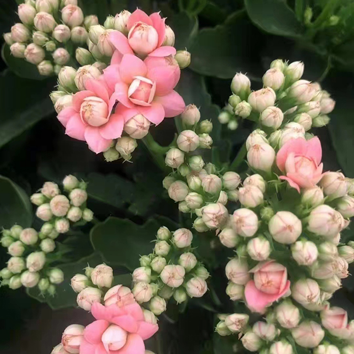 Rare Double Kalanchoe - Four Seasons Flowering