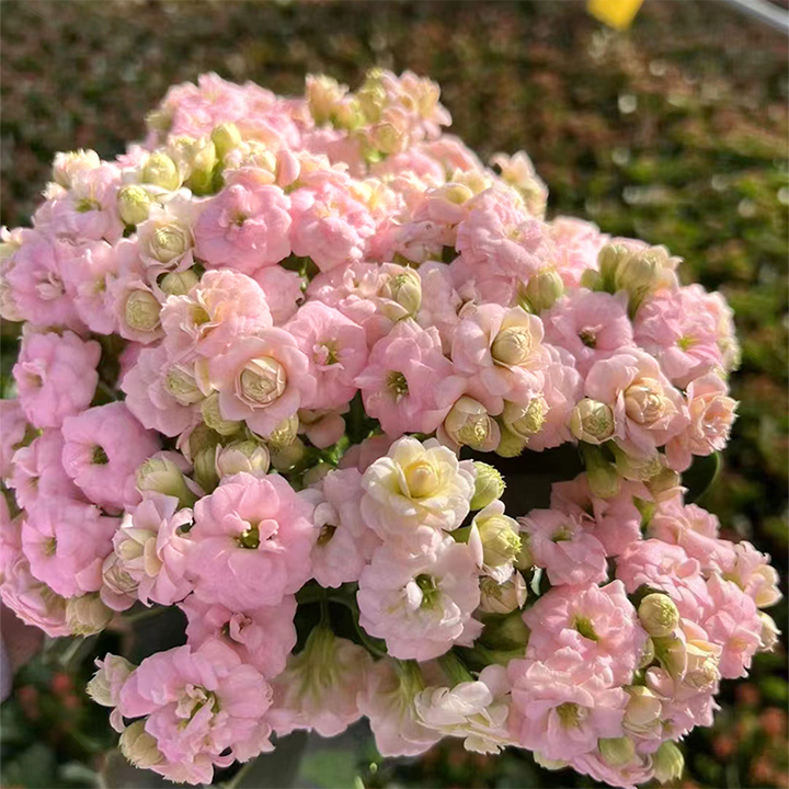 Rare Double Kalanchoe - Four Seasons Flowering