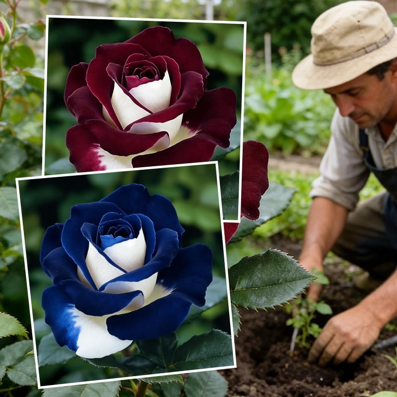 300Pcs Mix Colorful Rose Flower Seeds for Home Garden & Container Planting - Perennial Fragrant Flowers 300Pcs Mix Colorful Rose Flower Seeds for Home Garden & Container Planting - Perennial Fragrant Flowers
