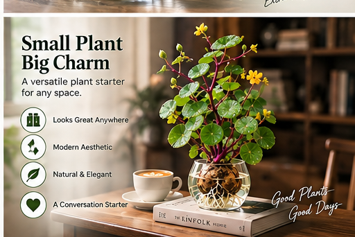 🎈🪴2026 New Upgraded Red Rattan Stephania Erecta – A Stronger, Easier Houseplant for Busy People 🌿