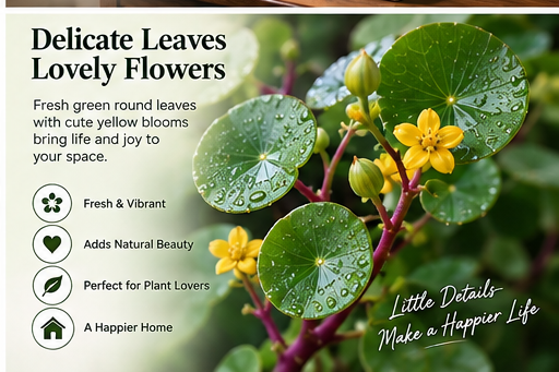 🎈🪴2026 New Upgraded Red Rattan Stephania Erecta – A Stronger, Easier Houseplant for Busy People 🌿